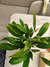 年宵花【热销款】白掌一帆风顺盆栽水培植物绿植过年装饰摆件年货 特级白掌10-12株带花【基地原盆原土】 实拍图