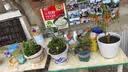 沭之美三角梅盆栽树苗植物室内外阳台庭院四季开花爬藤观花绿植源头直发 实拍图