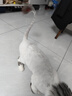 奥丁（ODIN）猫粮 鲜肉美毛 幼猫成猫美短英短蓝猫暹罗猫 鱼肉味天然猫粮2kg 实拍图