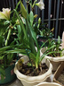 爱丽思（IRIS）花盆花瓶树脂复古浮雕波纹圆形多肉塑料阳台种植批发花盆 10号浅米色(口径30cm) 3个花盆【划算】 实拍图