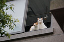 索尼（SONY）E55-210mm F4.5-6.3 APS-C画幅风光人像 远摄长焦镜头 黑色 标配 实拍图