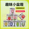 双盟神奇种植罐头端午节网红同款盆栽儿童礼物创意植物送孩子趣味盆栽 实拍图