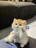 涴喵 纯种宠物猫咪活体金银渐层幼猫全程辅助养猫签订合同双重保障 宠物级 金渐层猫 实拍图