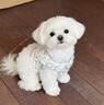阿莫尔狗狗衣服公主风碎花蕾丝可牵引蓬蓬裙小型犬比熊可爱透气薄款夏季 粉色碎花-网纱蓬蓬裙【舒适透气带牵引扣】 XS(建议1-3斤具体参考胸围背长) 实拍图