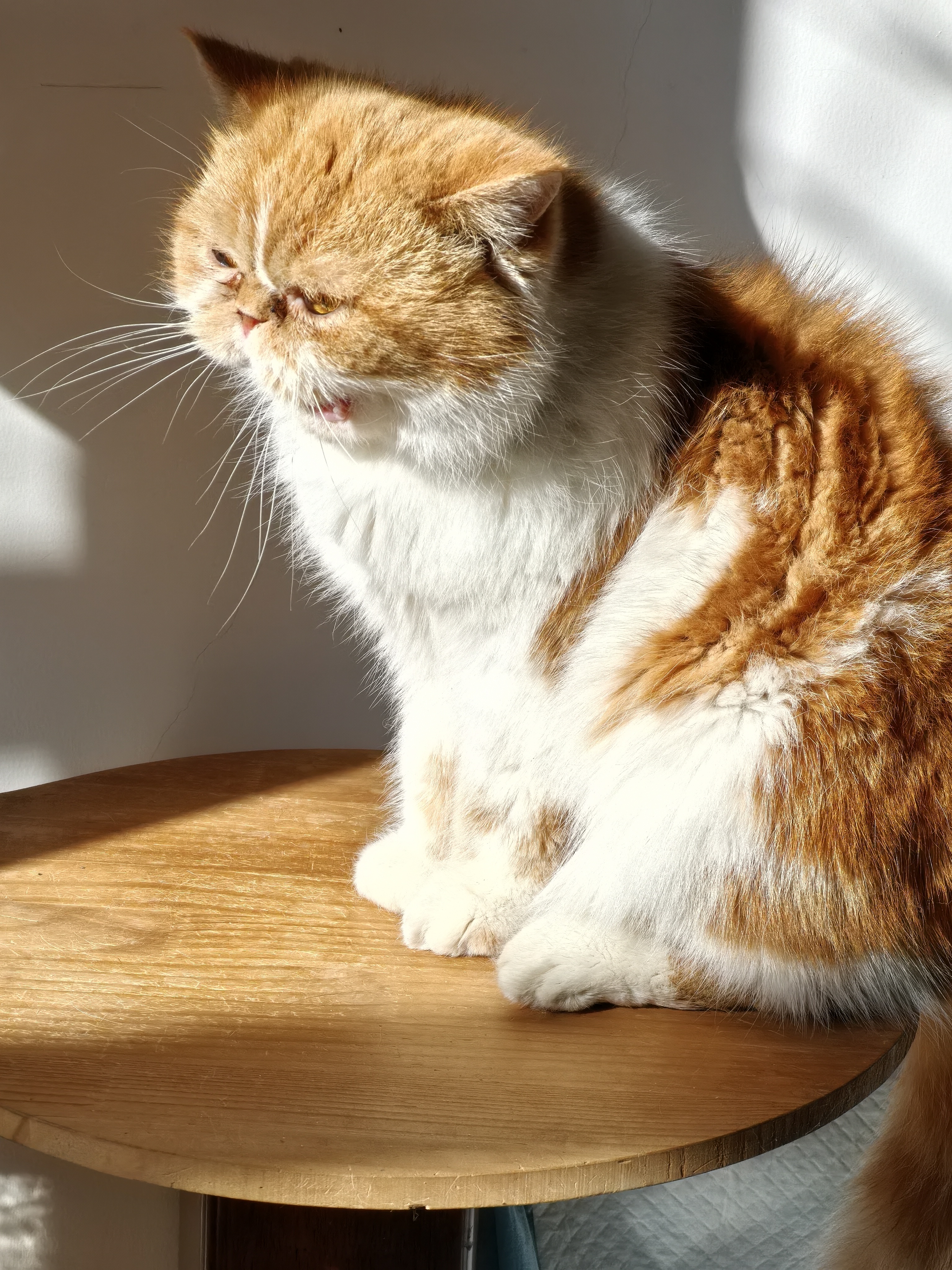 瑞美贝猫咪尿闭利尿尿频尿血猫尿闭猫咪泌尿系统尿路不畅营养 50ml*5瓶 【反复尿闭的猫咪拍】 实拍图