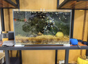 YEE超白鱼缸桌面客厅生态斗金鱼乌龟缸造景小型水草养鱼玻璃裸缸50cm 实拍图