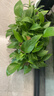 双盟绿萝盆栽除甲醛花卉绿植办公室新房净化空气180加仑4盆装源头直发 实拍图