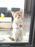 舒腾中华田园小猫咪活体田园猫宠物家养猫咪橘猫幼猫活体土猫狸花猫咪 田园级 橘猫 公（幼猫两个月左右） 实拍图