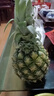 广东徐闻香水菠萝新鲜水果生鲜热带孕妇水果整箱包邮 1个装 单果1.3-1.5斤 实拍图
