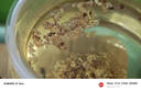 福东海 桂花30g【广西精品金桂】无熏硫干茶食用甜品养生泡水喝 实拍图