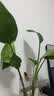 种花迷水培天堂鸟盆栽花卉植物室内客厅绿植面鹤望兰吸甲醛四季好养活 精品水培天堂鸟2株+水培U型玻璃瓶【含瓶】 实拍图