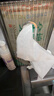 全棉时代【孙颖莎同款】洗脸巾 80片*18包100%棉柔毛巾一次性整箱20*20CM 实拍图