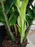 叹为观止 大型盆栽 单杆辫子发财树天堂鸟绿萝散尾葵办公室内开业乔迁礼品 大型金钱树1-1.2米【财源广进】 含盆 实拍图