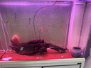 森森（SUNSUN）大型鱼缸底过滤水族箱客厅家用落地玻璃生态金鱼缸 超白款升级底滤 1米长35cm宽（黑白灰可选） 实拍图