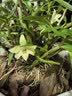 米之缘正宗霍山石斛苗米斛苗鲜条龙头凤尾九大仙草矮胖多肉绿植兰花鲜花 实拍图