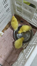 宠物鸭活物小黄鸭活体网红小鸭子活宠物幼崽鸭活苗儿童宠物活鸭子 宠物小黄鸭2只【情侣一对】 晒单实拍图
