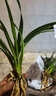 劉閣蘭花兰花苗世界上超香四季兰帝王妃 金边矮种夏带浓香花苞花卉盆栽 2大壮苗+1包土 实拍图