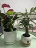 花翁大盆三杆发财树绿植盆栽招财植物办公室内开业盆景金钱树源头直发 实拍图