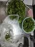 艾草新鲜食用蔬菜现摘清明草粑粑青团3斤顺丰艾叶新鲜艾草叶 【顺丰快递】 500g 实拍图