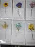 米砾贺卡6张ins风满天星干花生日贺卡公司活动礼物卡鲜花手写信卡送感谢寄语留言开学季教师节礼物 实拍图