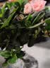 花翁杜鹃花盆栽四季开花带花苞过年花卉室内植物阳台鲜花绿植源头直发 实拍图