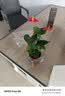 红掌盆栽白粉掌一帆风顺带花特大号花卉室内客厅面水培植物好养 约30cm精品红掌-方缸玻璃瓶 带盆栽好 实拍图