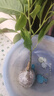 护花侬四季浓香开花白兰花苗盆栽室内阳台观花植物黄角兰绿植大树苗玉兰 白兰5年苗50高 不含盆 实拍图