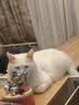 喵达纯鲜肉冻干鸭肝粒0添加猫零食增肥发腮磨牙猫粮全期宠物食品80g 实拍图
