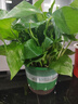 双盟绿萝盆栽除甲醛绿植办公室新房净化空气180自吸水16盆装源头直发 实拍图