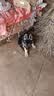 蒂瑞科纯种德牧幼犬弓背黑背德国牧羊犬活体大型狼狗猎犬宠物狗 宠物级 实拍图