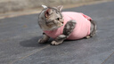 宠号 宠物猫咪衣服 绝育服 母猫 手术服小猫猫防掉毛 粉色（尾部开合 护理免脱） M 建议体重6-9斤 实拍图