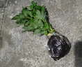 寿禾 各种蔬菜苗活苗带土发货大全菜苗夏秋秧苗山东寿光苗种子阳台 粉圣女果苗 6棵 实拍图