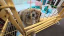 京喜自营-专用品牌狗笼子室内带厕所中大型犬加固狗屋送货上门 加固款黄色【78*50*67】 实拍图