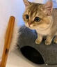 KONOKO宠物开结喷雾护毛素猫咪精油免水洗防打结静电顺毛除臭喷剂 实拍图