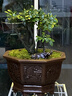 御春阁小叶紫檀树苗黑骨茶室内阳台盆栽花卉绿植耐寒四季常青微景观桩形 中号4根25厘米高左右 实拍图