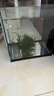 金晶超白玻璃桌面鱼缸小型家用办公室生态懒人全套造景小缸水草缸 裸缸+防滑垫 15*15*20 实拍图