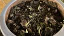 北蔬 四季豆种子苗地豆不搭架豆角四季种蔬菜种籽 北蔬四季豆种子50g 实拍图
