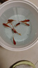 金鱼草金鱼观赏鱼冷水好养耐活小鱼苗锦鲤 2-4cm 红草金买3条送3条（加备损） 实拍图