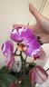 爱丽思（IRIS）爱丽思树脂波纹浮雕加厚花盆多肉绿萝植物塑料懒人家用花盆 4号浅米色 3个盆+3个托【超划算】 实拍图