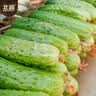 北蔬水果黄瓜种子苗青瓜盆栽夏秋菜籽 卓脆潍胖二号水果黄瓜种子100粒 实拍图