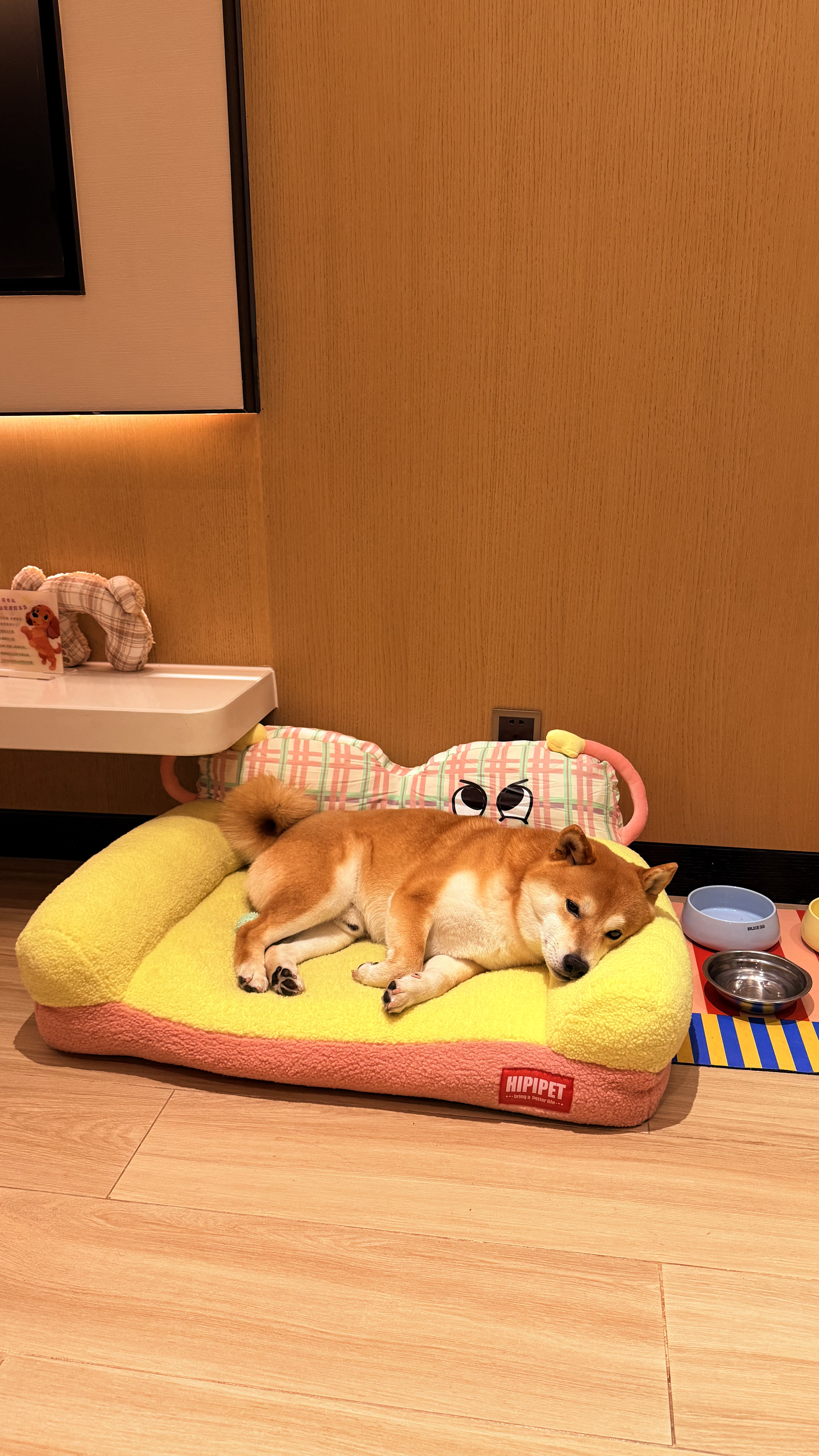 萌氏阿莫西林克拉维酸钾猫咪鼻支宠物狗犬窝咳打喷嚏猫同效250mg 实拍图