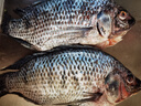 GUO LIAN国联水产 三去罗非鱼净重4条/4斤非洲鲫鱼 生鲜鱼类 烤鱼烧烤 实拍图
