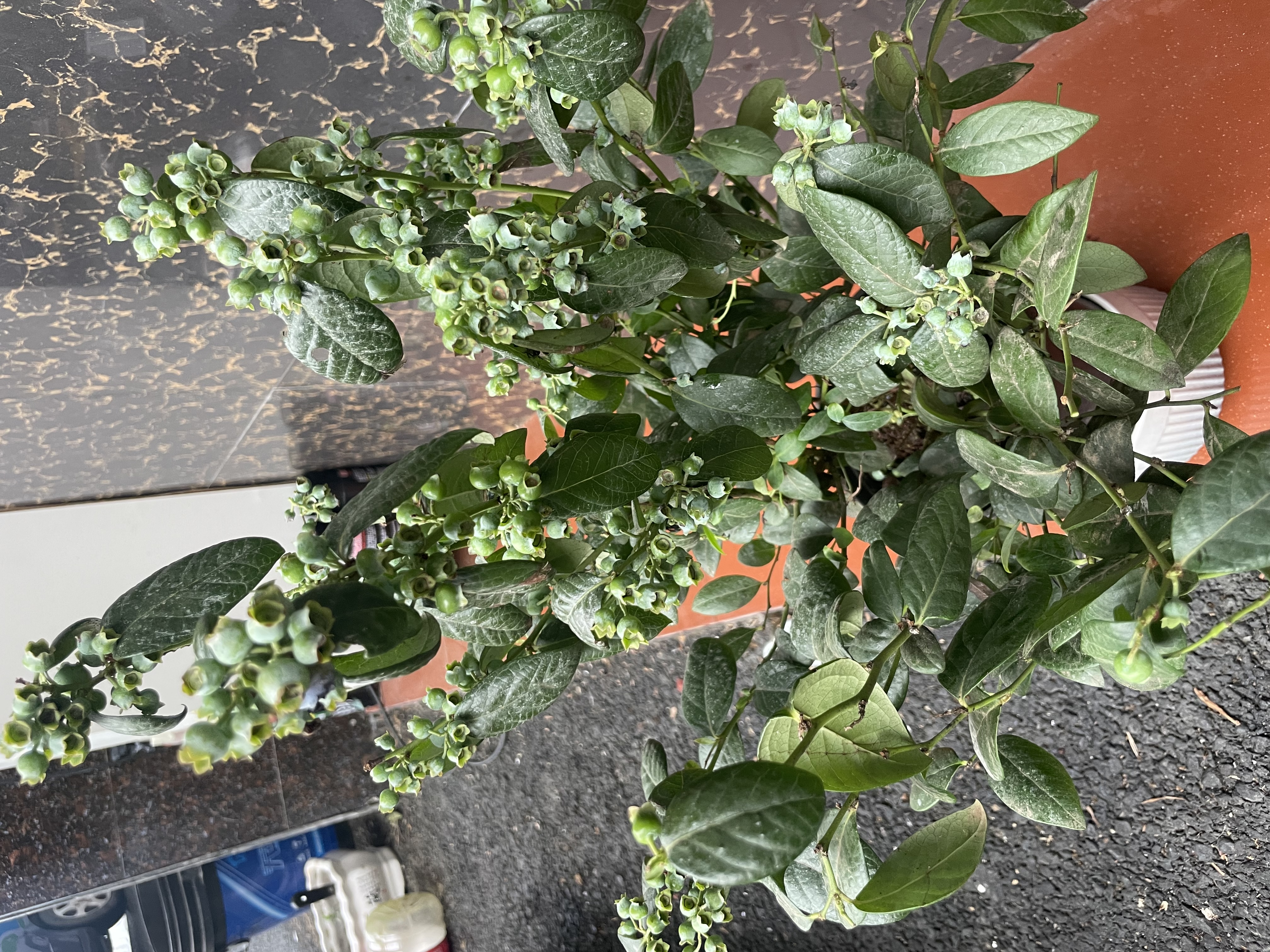 闪魔T1【京配包邮】苹果12钢化膜iphone12pro手机膜高清防爆防摔抗指纹非全屏贴膜2片装 实拍图