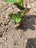 绣球花苗带花苞老桩盆栽花卉植物室内花庭院四季长开 多色 3年苗当年开花 实拍图