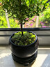 八芽 小叶赤楠盆景摆件室内绿植花卉盆栽老桩客厅办公室桌面好养植物 （【热销款】舍得紫砂盆赤楠+苔藓+底座） 实拍图