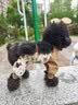 嬉皮狗狗狗防尘裤小型犬防脏防尿防水四脚衣服冬天腿套 S码 实拍图