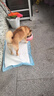 网易严选犬粮 全价三拼鸭肉梨狗粮中大型幼犬成犬去泪痕泰迪10kg 实拍图
