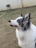 元气森林SIINONO赛诺诺 多口味气泡水480ml*15瓶 0糖0脂0卡汽水饮料 冰爆小青柠味480mL*15瓶 实拍图