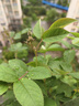 罗蒙（ROMON）翻领行政短款夹克男士春夏新款中老年商务爸爸装防晒高端凉感外套 藏青色 【翻领款】 XL 180【建议140-160斤】 实拍图