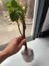 多色重瓣三角梅盆栽花苗耐寒老桩爬藤植物阳台庭院室内外好养花卉 精品多色 3年苗 实拍图